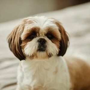 Team Page: Oopsy Daisy